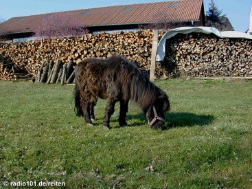 Pony (in Geiselwind / Franken; zum Vergrssern anklicken - click to enlarge)